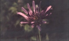 Tragopogon Species, Common Salsify, Jerusalem Star, Oysterplant, Purple Goatsbeard