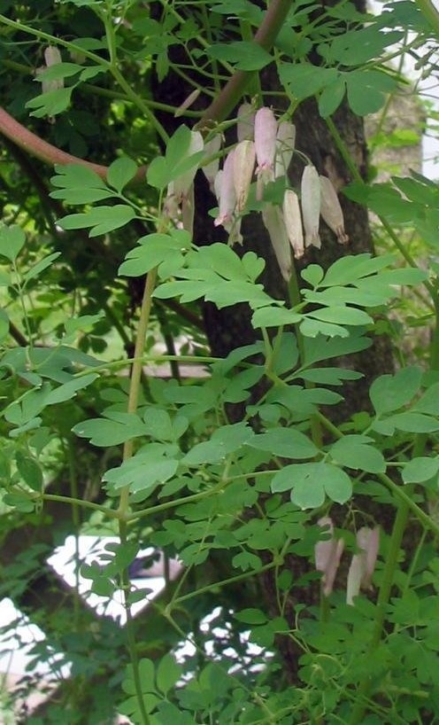 Climbing Fumitory, Mountain Fringe