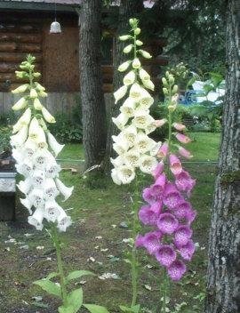 Digitalis, Common Foxglove, Ladys Glove Excelsior Group