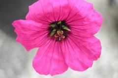 Geranium, Ashy Cranesbill, Hardy Geranium, Grayleaf Geranium 'Giuseppe'
