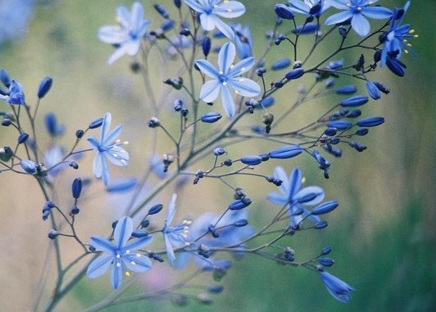 Pasithea Species