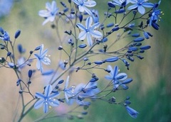 Pasithea Species