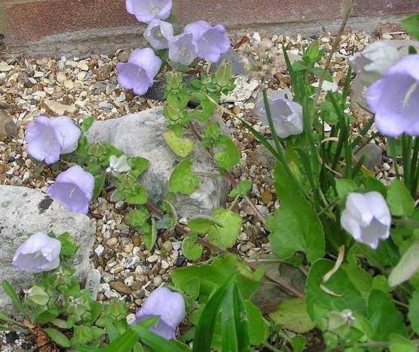 Campanula Species, Evia Bellflower