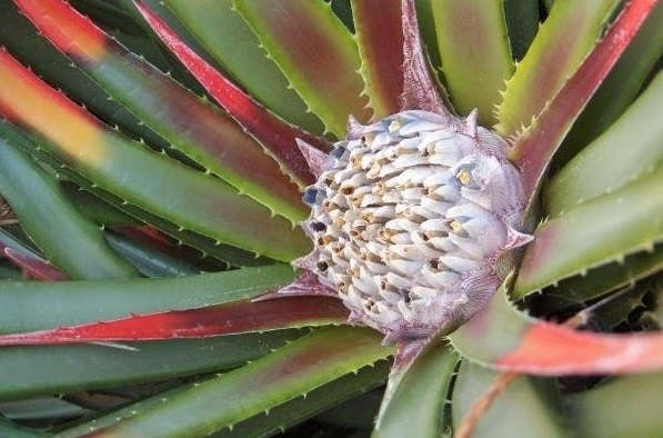 Fascicularia Bromeliad Species, Crimson Bromeliad