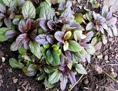 Ajuga, Bugle, Bugleweed, Gold Leaf Carpet Bugleweed 'Golden Glow'