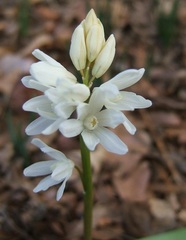 White Form Striped Squill 'Alba'