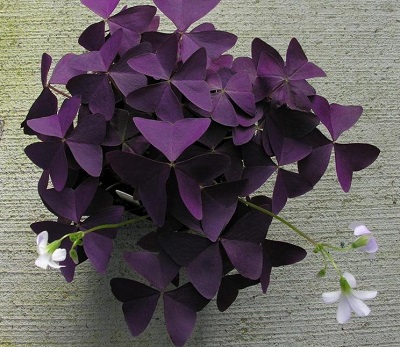 Oxalis, Purple Shamrock, Wood Sorrel Francis