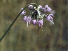 Allium Species, Lady's Leek, New Mexican Nodding Onion, Nodding Pink Onion