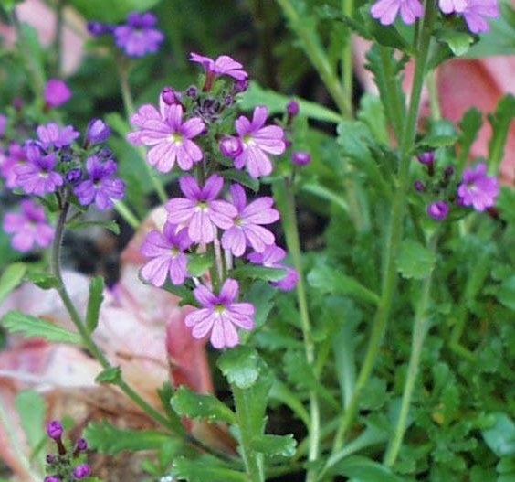 Fairy Foxglove