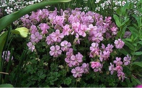 Geranium Species, Dalmatian Cranesbill, Hardy Geranium