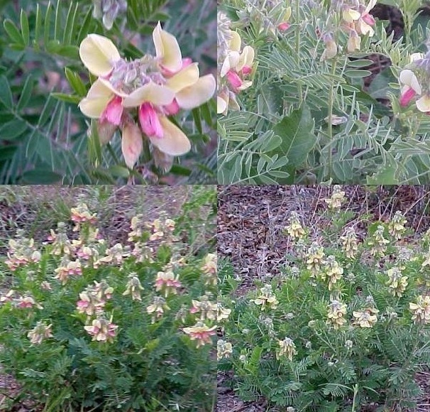 Tephrosia Species, Catgut, Devils Shoestring, Goats Rue