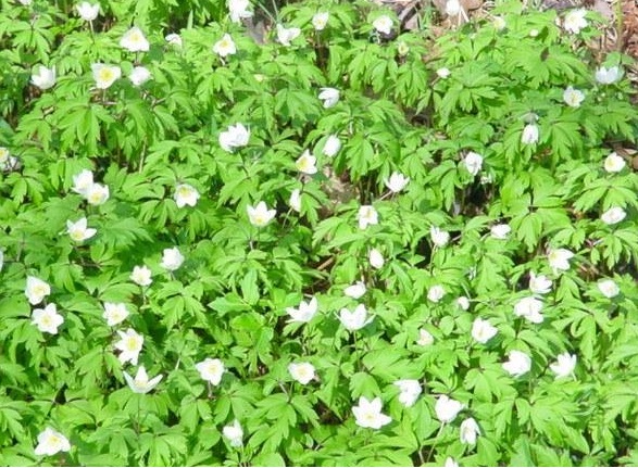 Anemone Species, European Thimbleweed, European Wood Anemone
