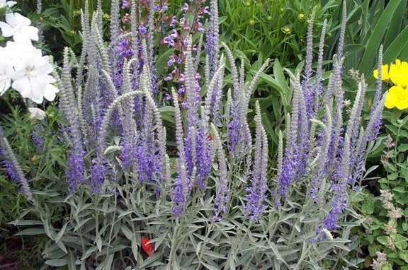Veronica Species, Silver Speedwell, Wooly Speedwell