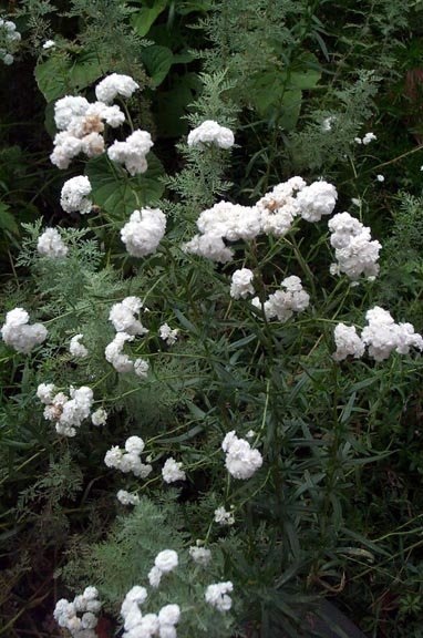 Achillea Species, Sneezewort, Sneezeweed, Brideflower