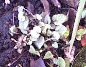 Viola Species, Heath Dog Violet