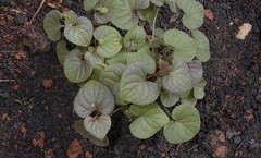 Viola, Purple Leaved Common Dog Violet 'Purpurea Group'