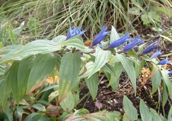 Gentiana Species, Willow Gentian