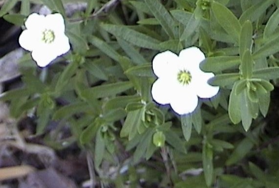 Arenaria Species, Mountain Sandwort