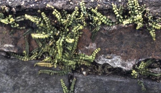 Asplenium Species, Maidenhair Spleenwort