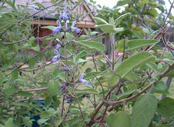 Salvia Species, Balm-Scented Sage, Grape-Scented Sage