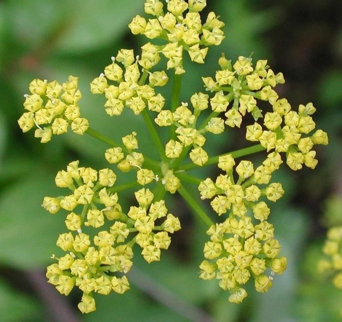 Heart-Leaf Golden Alexanders, Meadow Parsnip