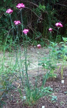 Dianthus Species, Clusterhead Pink, Carthusian Pink