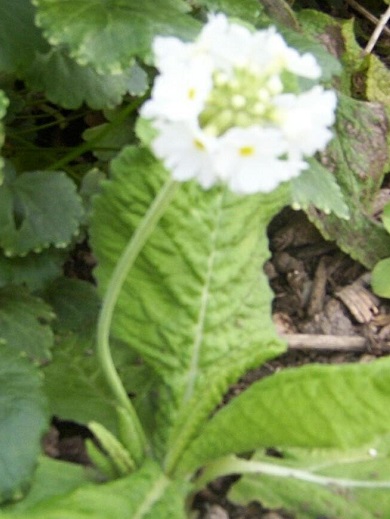Primula Species, Drumstick Primrose, Himalayan Primrose