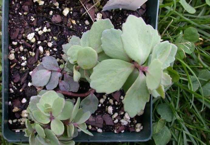 Hylotelephium, Sedum, Stonecrop Ruby Glow
