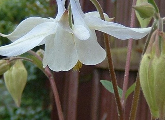 Aquilegia Species, Columbine, Fragrant Grannys Bonnet