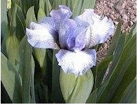 Standard Dwarf Bearded Iris Chubby Cheeks