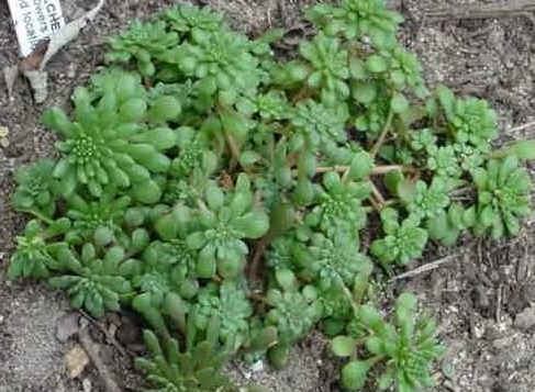 Sedum Species, Flowering Moss, Widows Cross, Widowscross