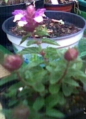 Scutellaria Species, Alpine Skullcap