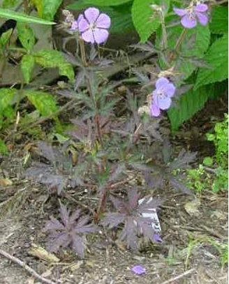 Geranium, Hardy Geranium, Meadow Cranesbill Midnight Reiter