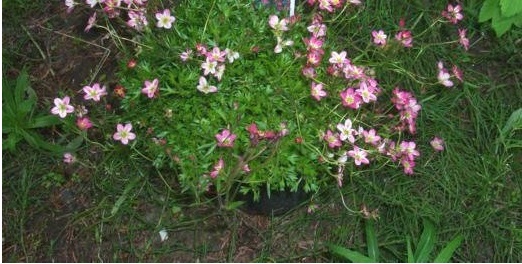 Saxifraga, Saxifrage Purple Robe