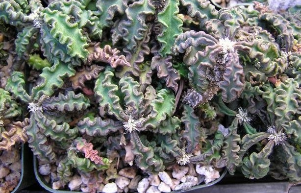 Euphorbia Species