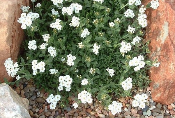 Achillea Species, Greek Yarrow