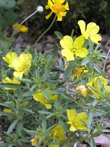 Dwarf Sundrops