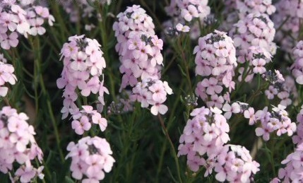 Aethionema Species, Fragrant Persian Stonecress