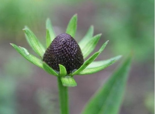 Rudbeckia, Naked Coneflower, Western Coneflower Black Beauty