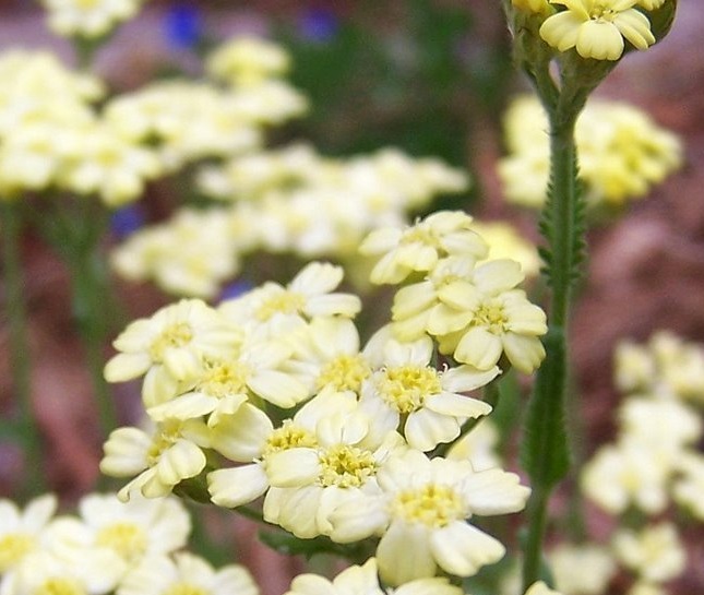 Achillea, Dwarf Yarrow, Woolly Yarrow King Edward