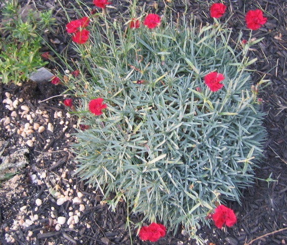 Dianthus, Allwood Pinks, Modern Pinks Desmond