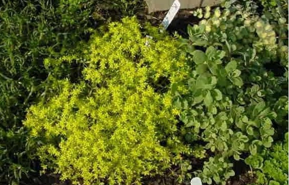 Sedum, Creeping Stonecrop Golden Teardrop