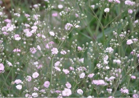Gypsophila, Creeping Babys Breath Rosea