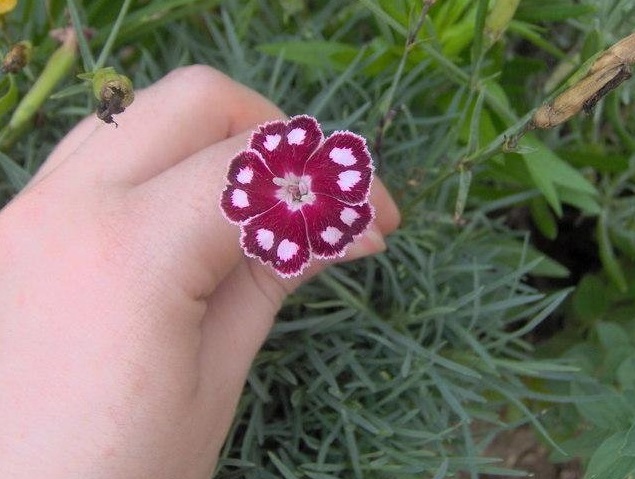 Dianthus, Cheddar Pinks Spotty