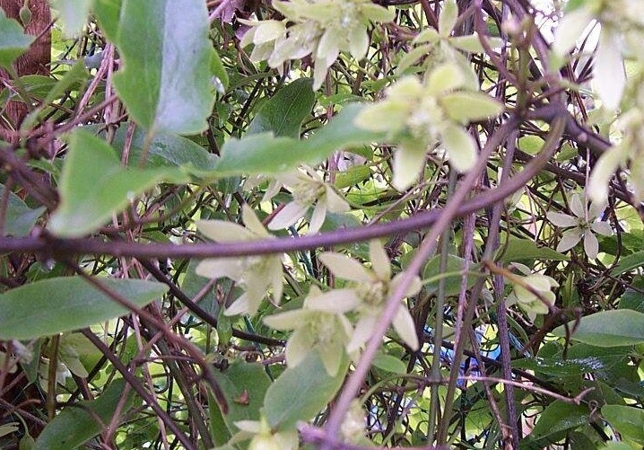 Clematis Species