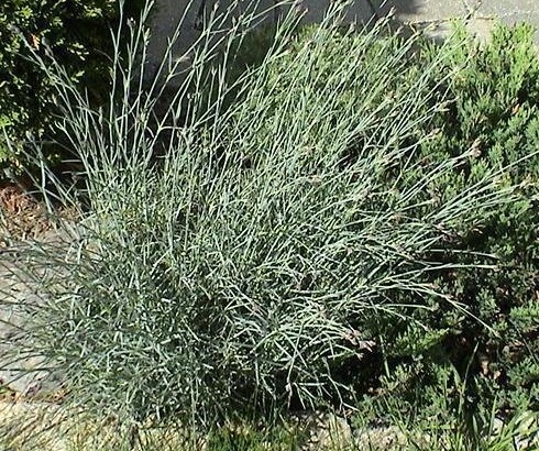 Dianthus, Cheddar Pinks Mountain Mist