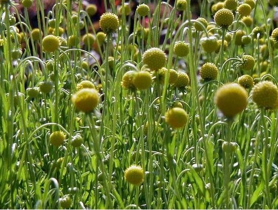 Helenium Species, Pineapple Helenium, Pineapple Sneezeweed