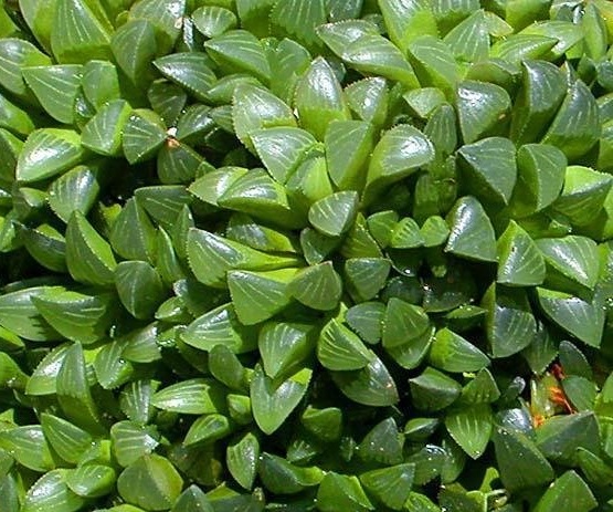 Haworthia Species, Star Cactus