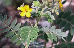 Senna Species, Lindheimer's Senna, Velvetleaf Cassia