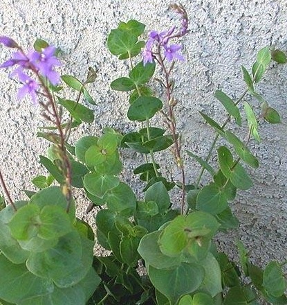 Veronica Species, Diggers Speedwell